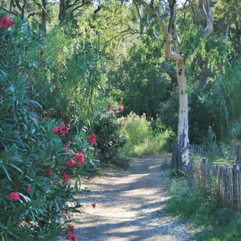 Chemin fleuri Cavalaire